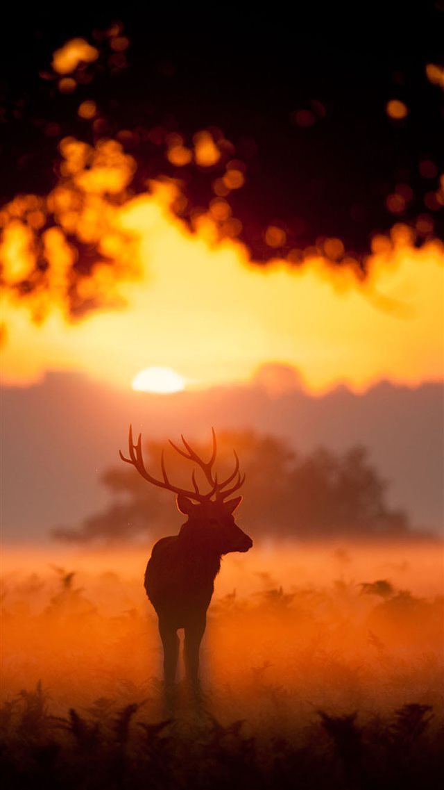 Elk Animal Wandering Sunset Grassland iPhone 8 wallpaper 