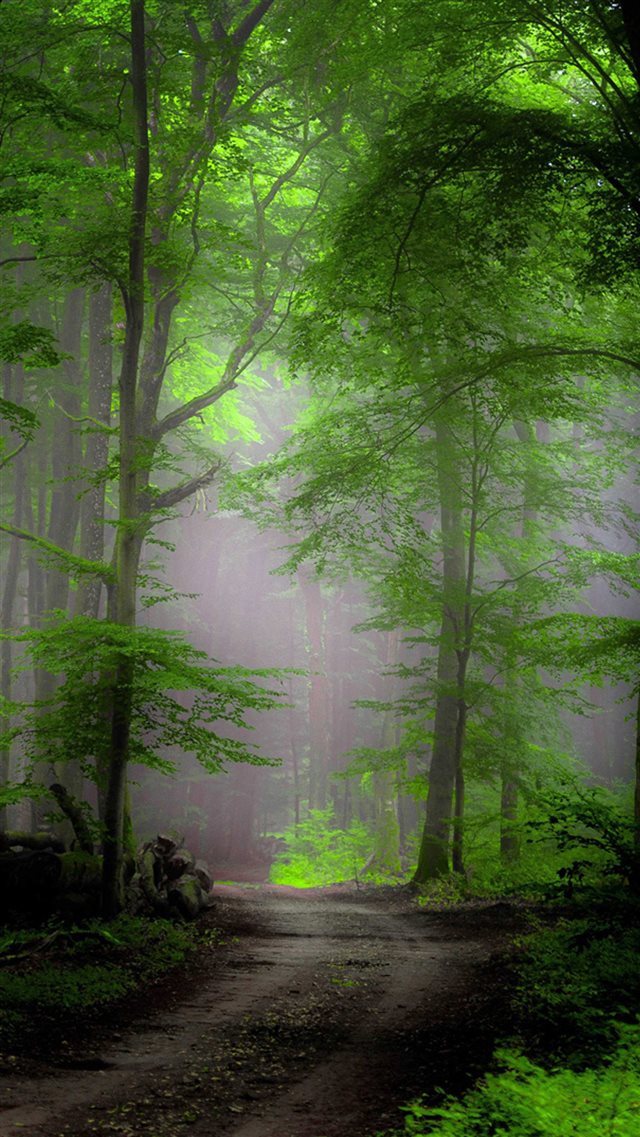 Forest Morning Mist iPhone 8 wallpaper 