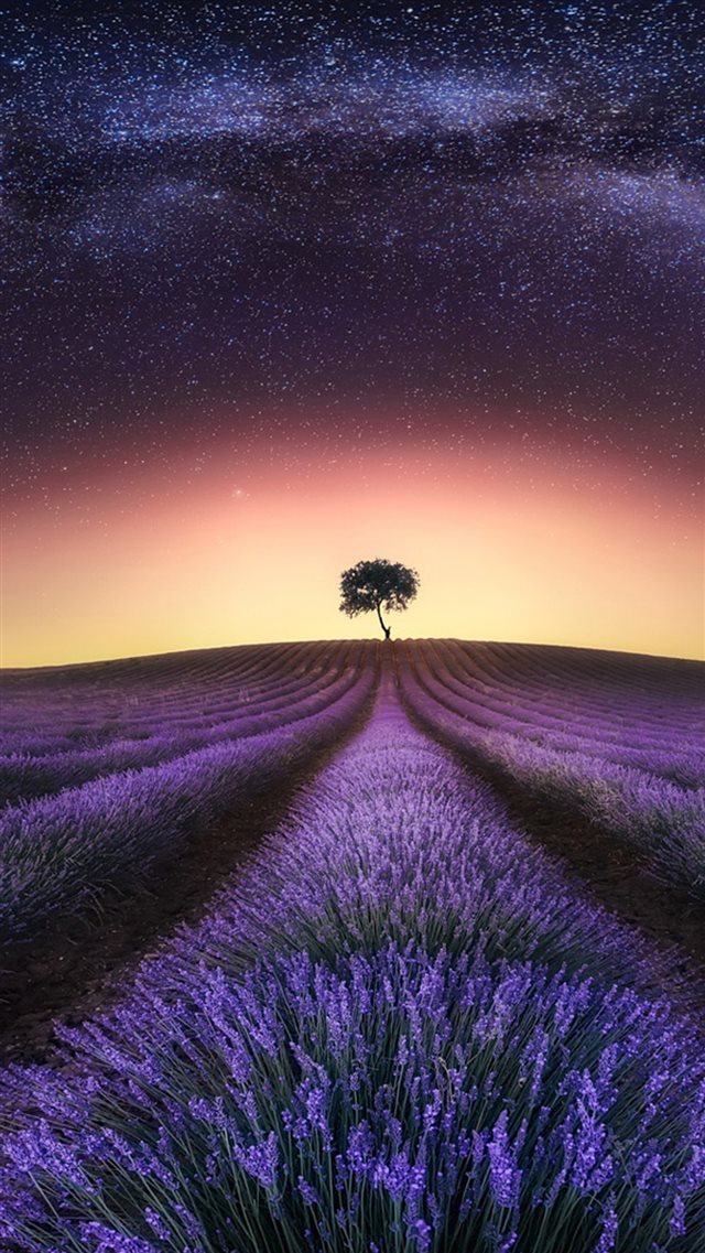 Lavender At Night  iPhone 8 wallpaper 
