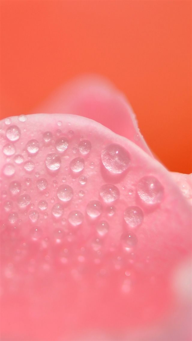 Water Drop On Petal iPhone 8 wallpaper 