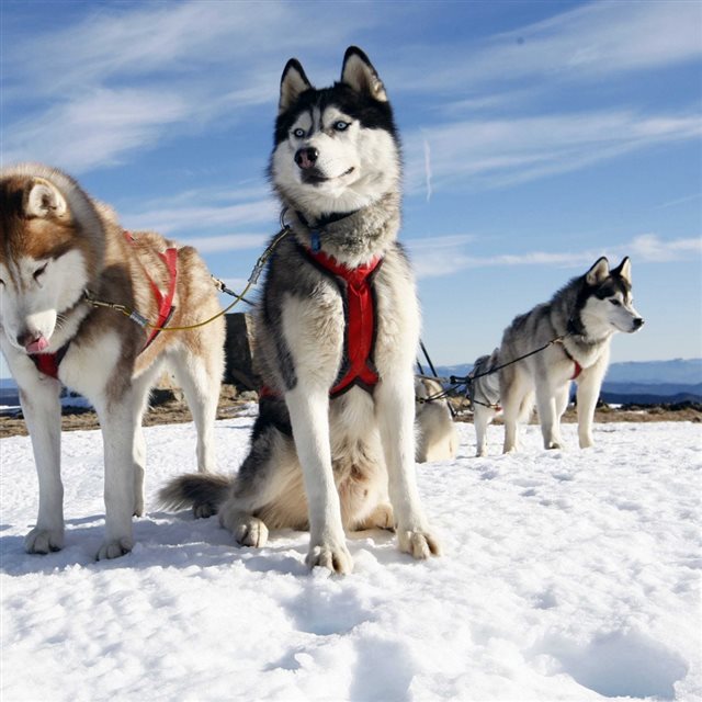 Husky Couple Dogs Snow Alaska iPad wallpaper 