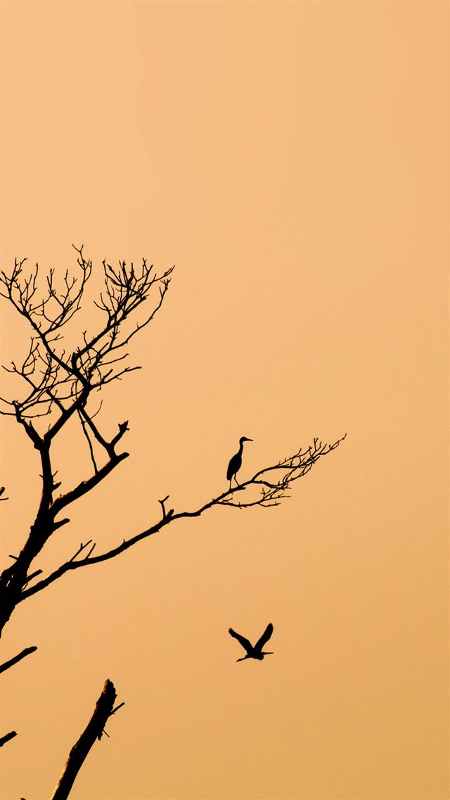 Minimal Tree Birds Sunset iPhone 8 wallpaper 