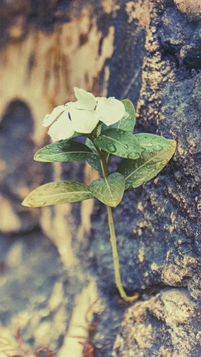 Nature Dew Flower Living Rock Wall iPhone 8 wallpaper 