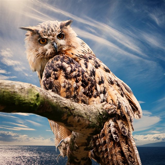 Owl Predator Bird Sky iPad wallpaper 
