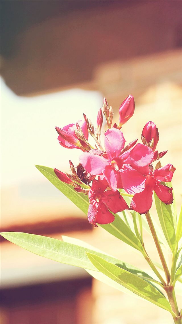 Nature Sunny Beautiful Flower Plant iPhone 8 wallpaper 