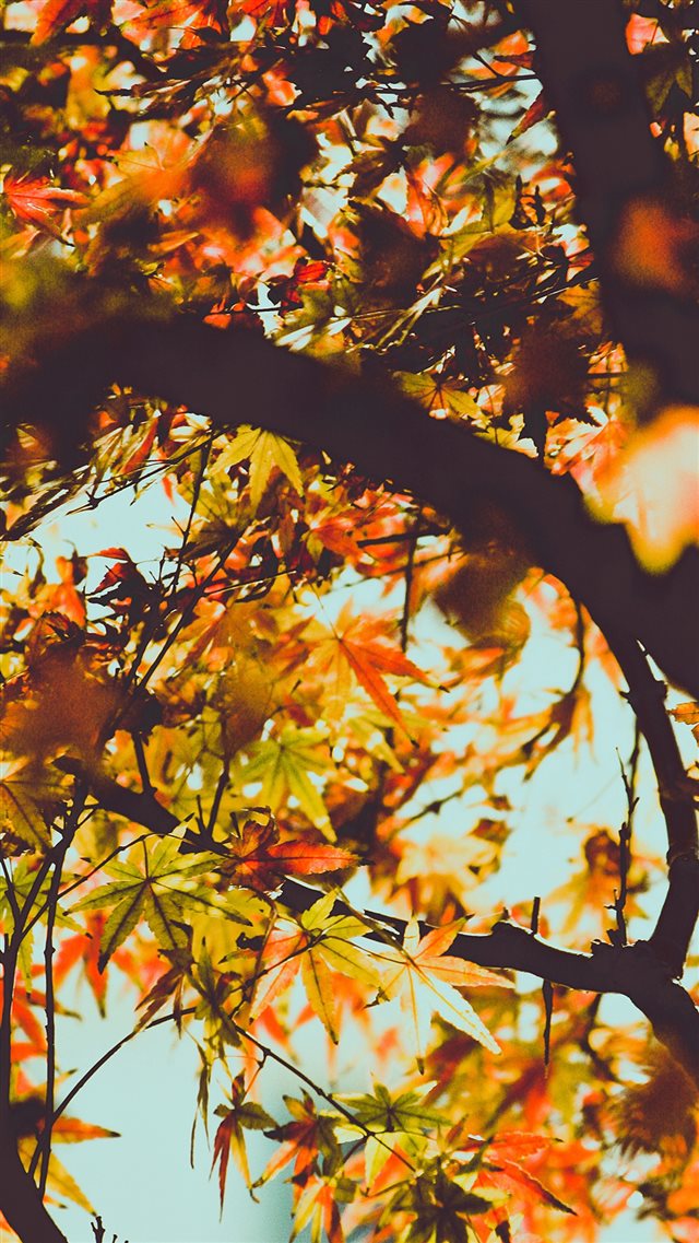 Fall Tree Leaf Autumn Nature Mountain iPhone 8 wallpaper 