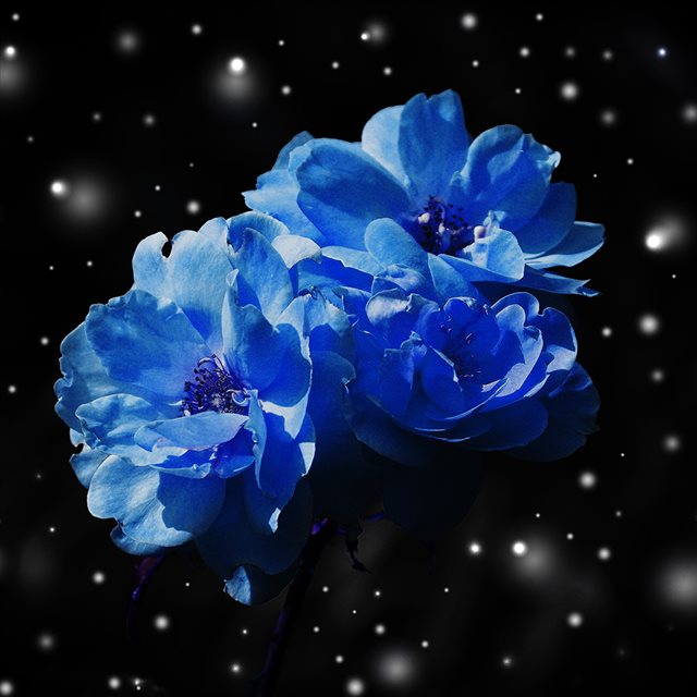Flower Blue Snow Nature Art iPad wallpaper 