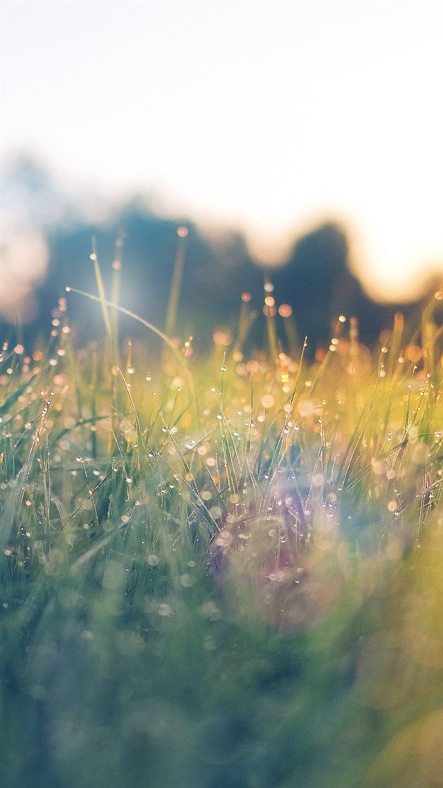 Lawn Green Nature Sunset Light Bokeh Spring Flare Happy iPhone 8 wallpaper 