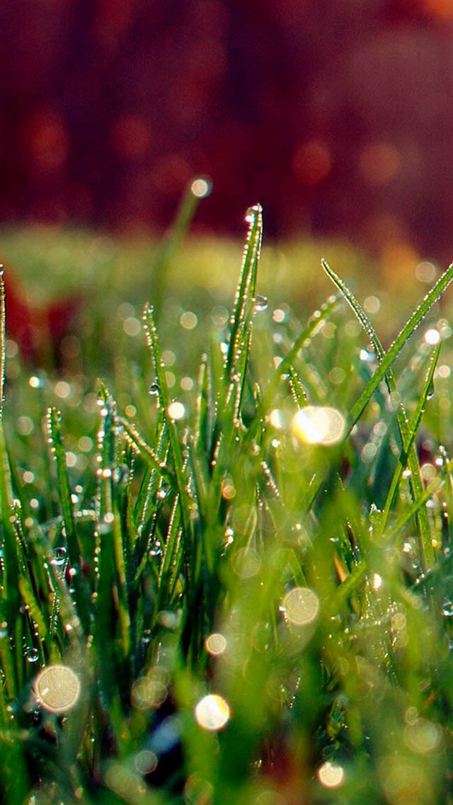 Dew On Grass Sunshine iPhone 8 wallpaper 