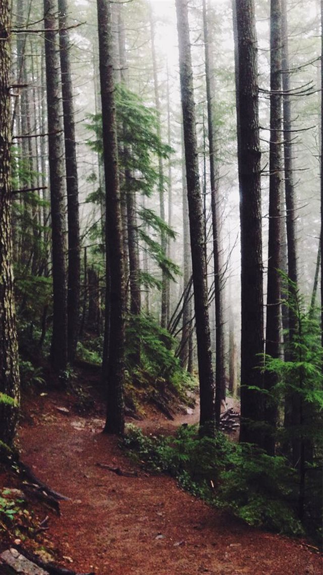 Forest Woods Path Pine Trees iPhone 8 wallpaper 