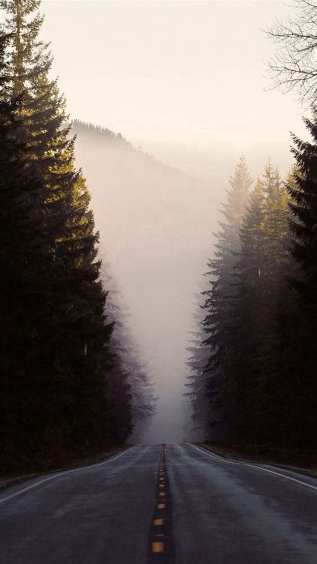Misty Forest Road Pine Trees iPhone 8 wallpaper 