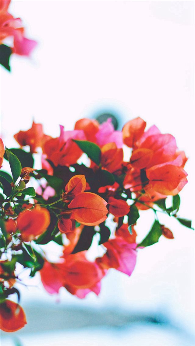 Red Flowers Closeup iPhone 8 wallpaper 