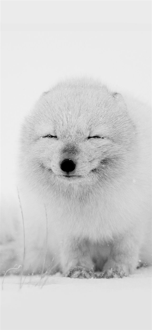 Arctic Fox Happy Moment iPhone X wallpaper 