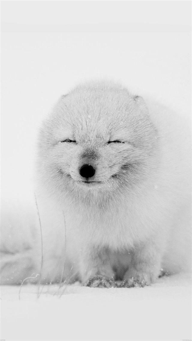 Arctic Fox Happy Moment iPhone 8 wallpaper 