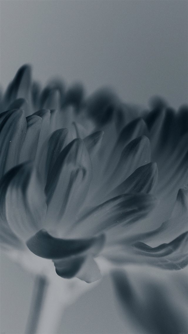 Silk Flower Blue Mutant Nature iPhone 8 wallpaper 
