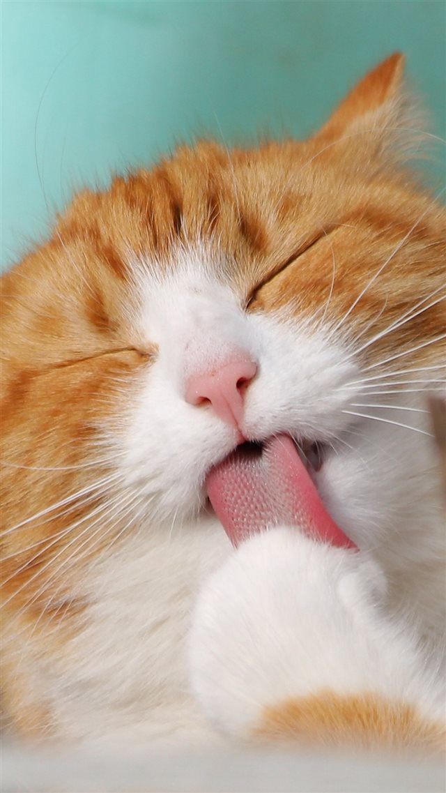 Happycat Animal Cute Smile iPhone 8 wallpaper 
