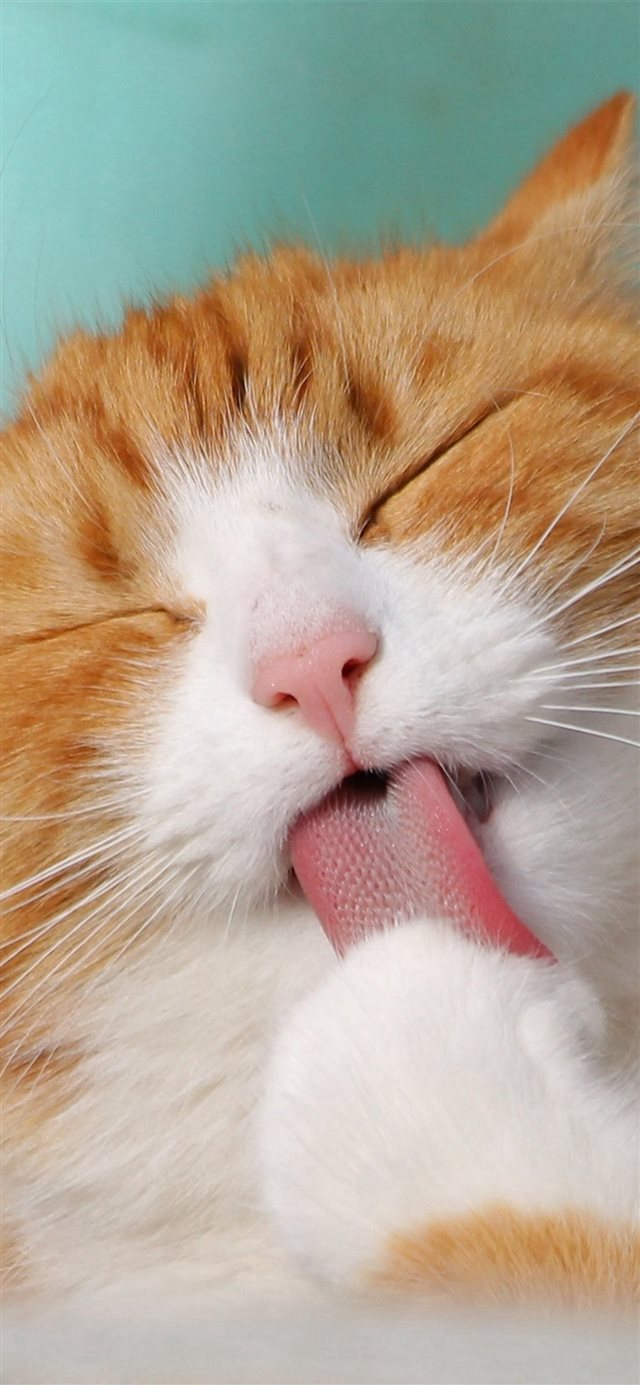 Happy Cat Animal Cute Smile iPhone 8 wallpaper 