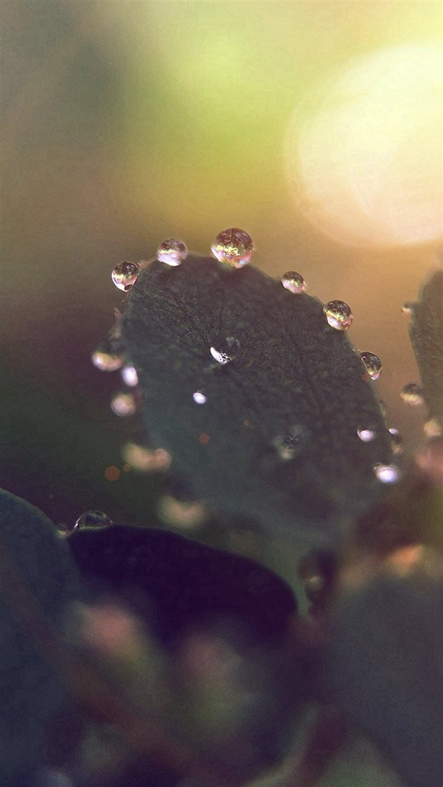 Nature Morning Dew Leaf Flower Rain Flare iPhone 8 wallpaper 