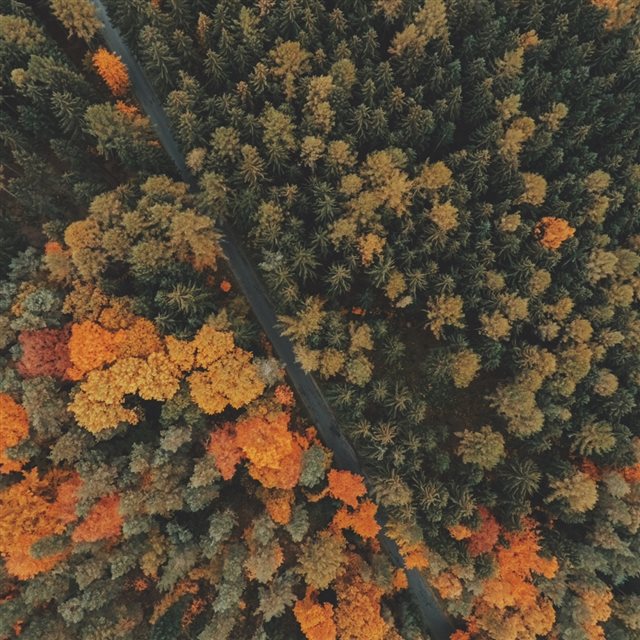 Forest Trees Top View iPad wallpaper 