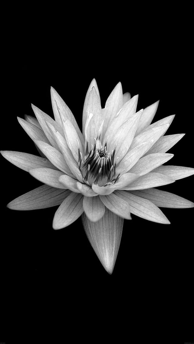 Dark Flower Black Xperia Z Background iPhone 8 wallpaper 