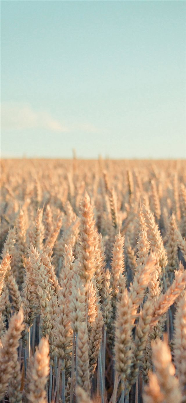 Nature Rye Field Farmland iPhone X wallpaper 