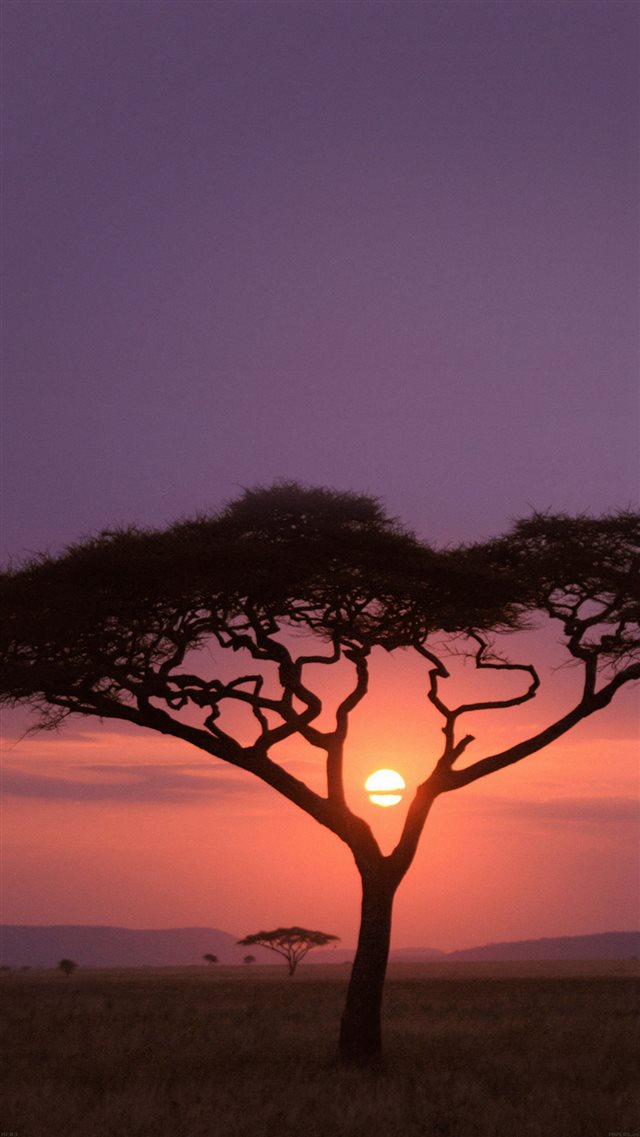 Solo Tree Safari Africa Sunset iPhone 8 wallpaper 