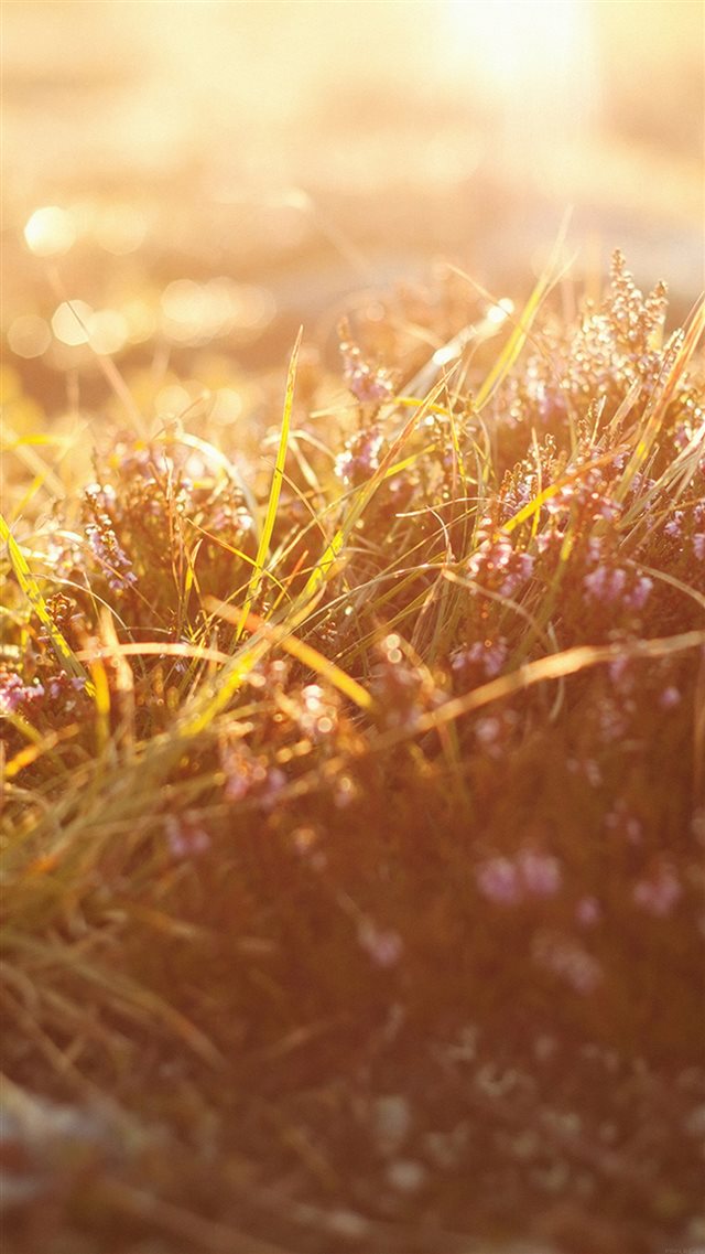 Sun Rise Flower Grass Love Nature iPhone 8 wallpaper 