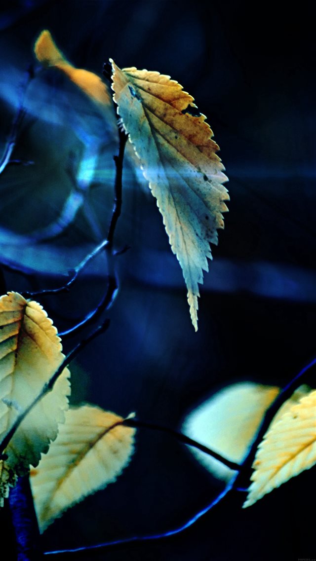 Fall Tree Flower Leaf Sorrow iPhone 8 wallpaper 