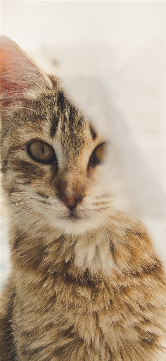 Cat Watching You Eye Animal Cute Morninggauze iPhone X wallpaper 
