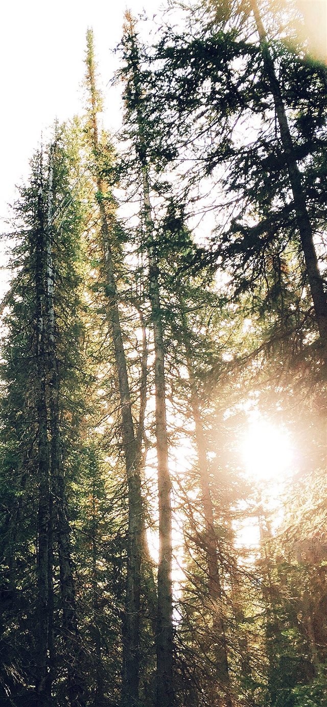 Tree Sunshine Nature iPhone X wallpaper 