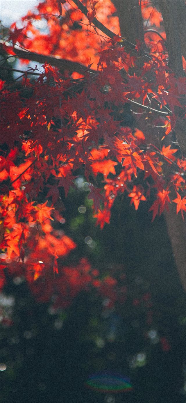 Fall Tree Autumn Nature iPhone X wallpaper 