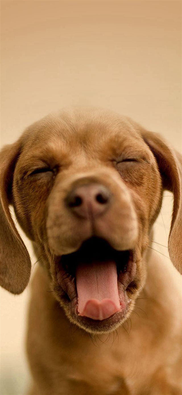 Cute Yawning Puppy iPhone X wallpaper 