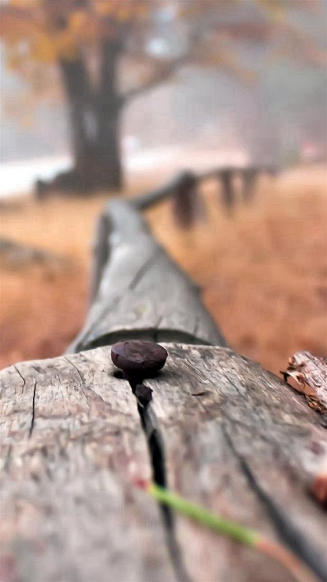Nail On Wooden Fence Bokeh Blur iPhone 8 wallpaper 