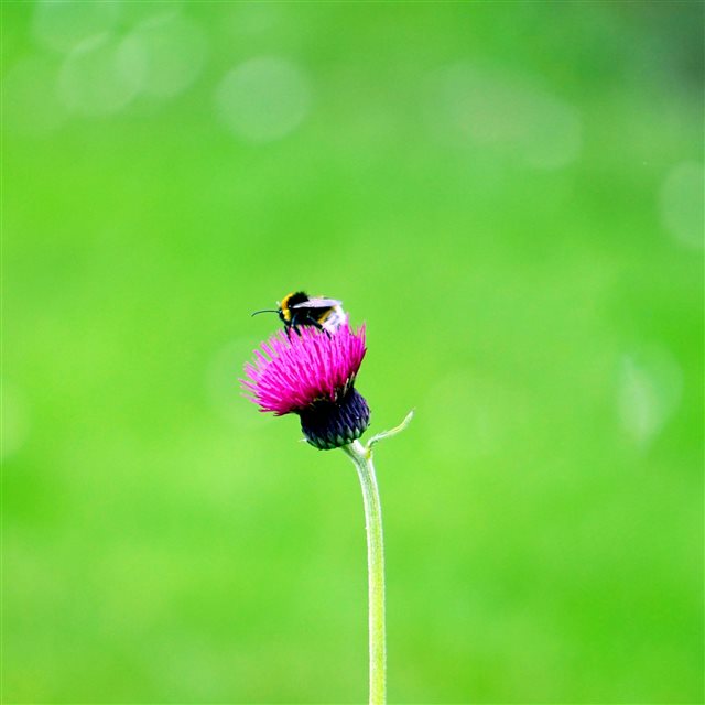 Flower Bee Macro Bud iPad Pro wallpaper 