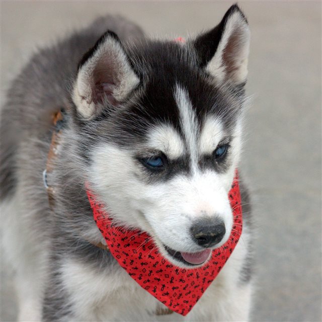 Husky Puppy Dog Face Handkerchief iPad Pro wallpaper 