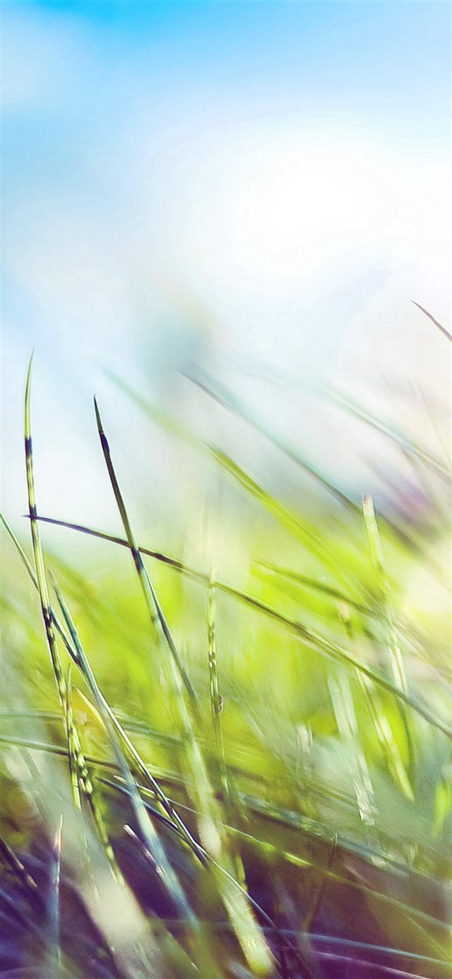 Nature Green Grass Bokeh Summer Flare iPhone X wallpaper 