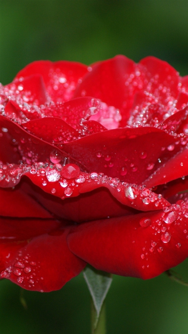 Flower rose dew drops iPhone 8 wallpaper 