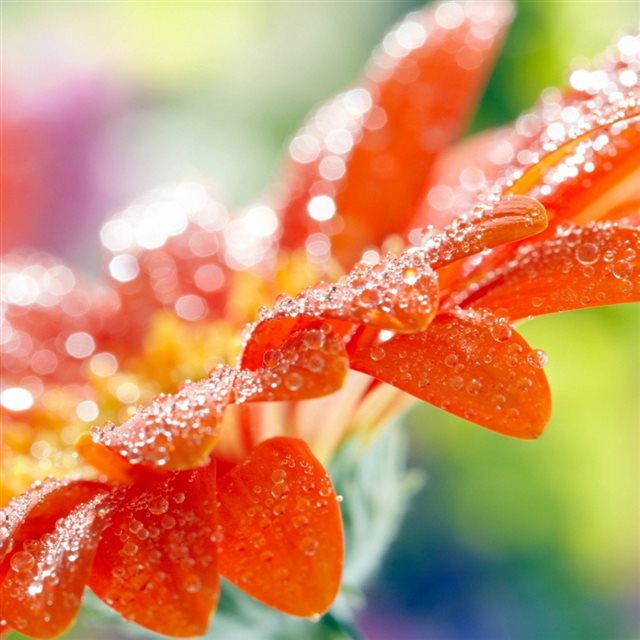 Macro flower drops dew iPad wallpaper 