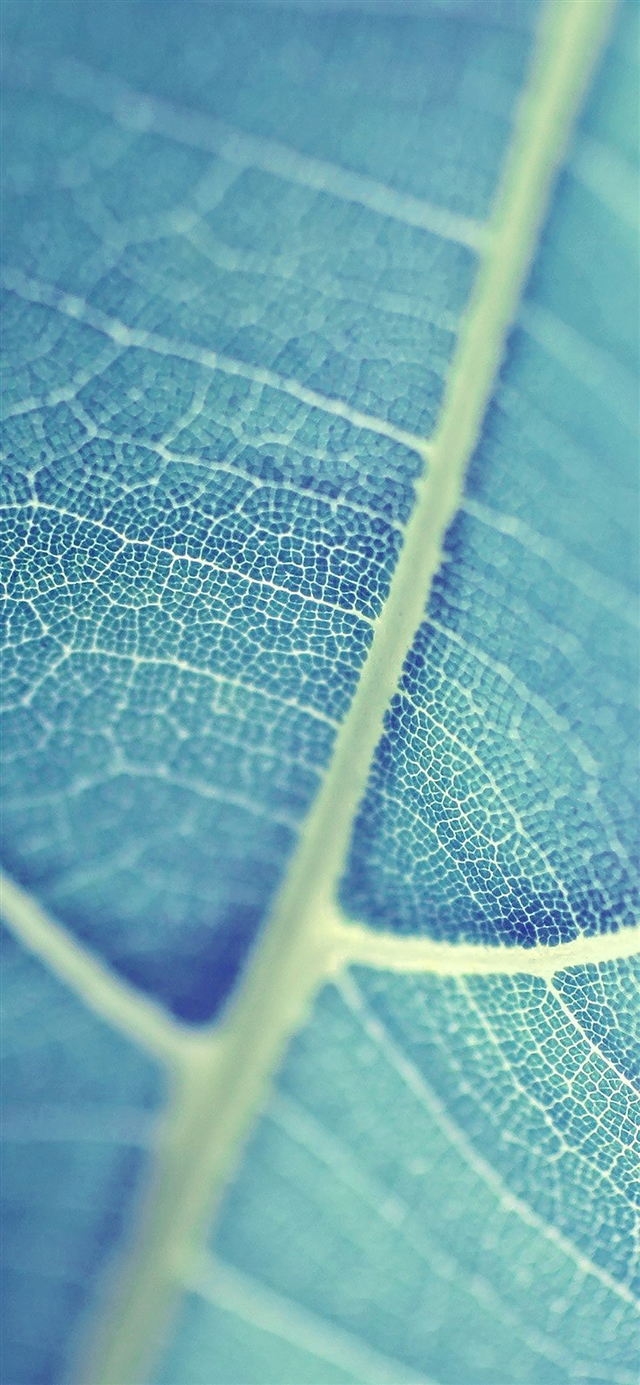 Leaf  vein bokeh iPhone X wallpaper 