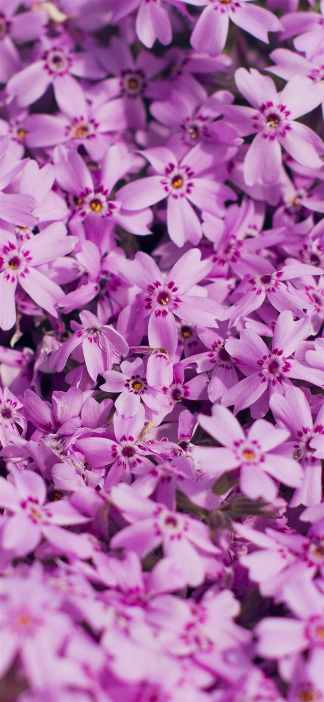 Violet flower iPhone X wallpaper 