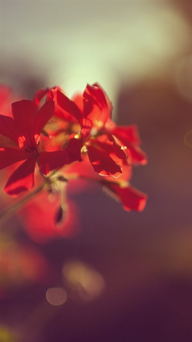 Plant flower macro iPhone 8 wallpaper 