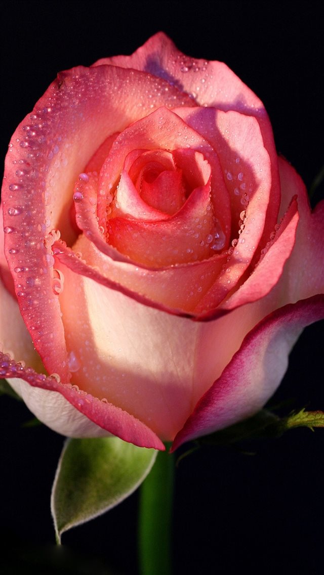 Rose flower bud iPhone 8 wallpaper 