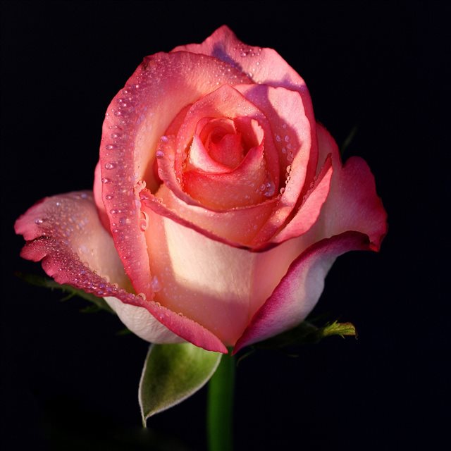 rose flower bud background iPad Pro wallpaper 