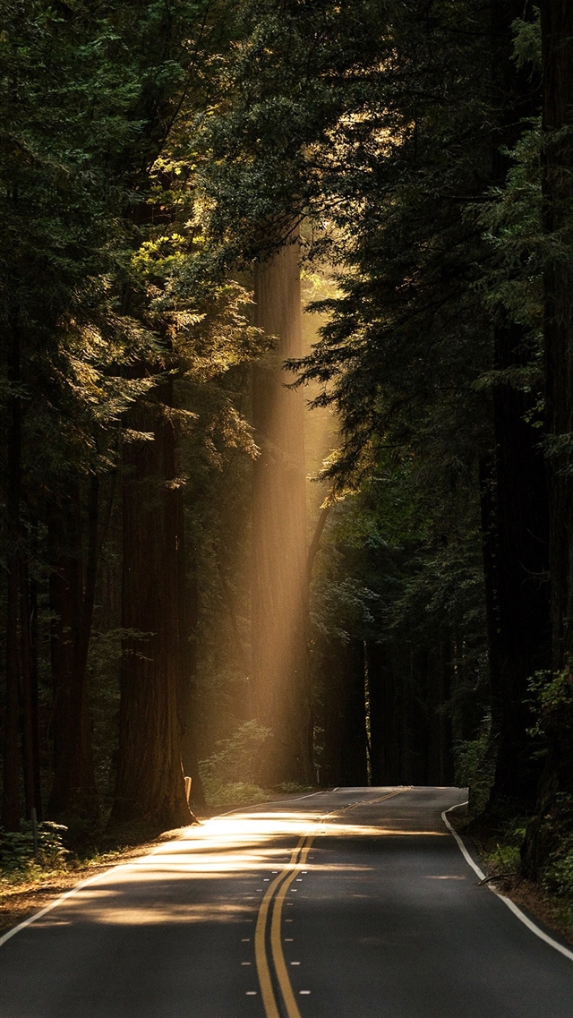 Light road forest iPhone 8 wallpaper 