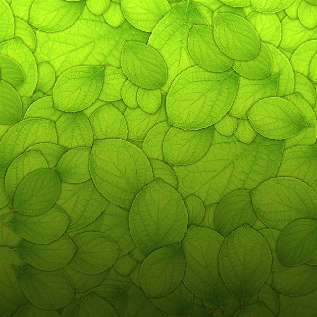 Green leaves texture iPad wallpaper 
