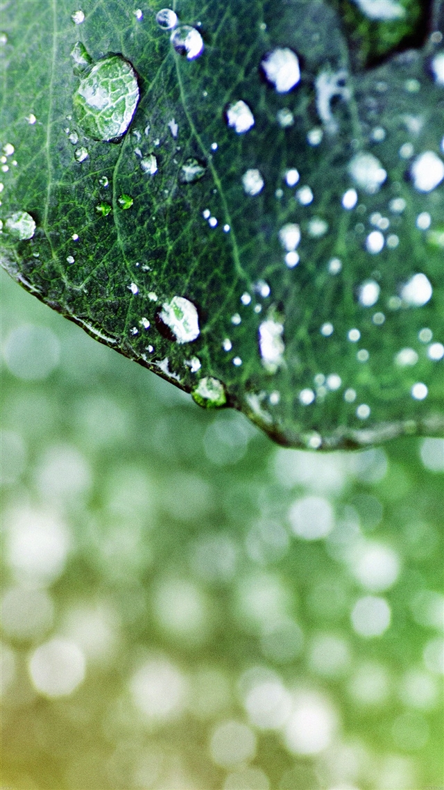 Raindrops on the leaves iPhone 8 wallpaper 