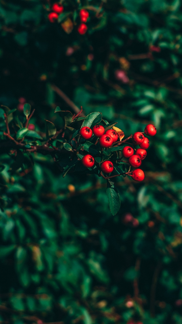 Hawthorn tree berries blur iPhone 8 wallpaper 