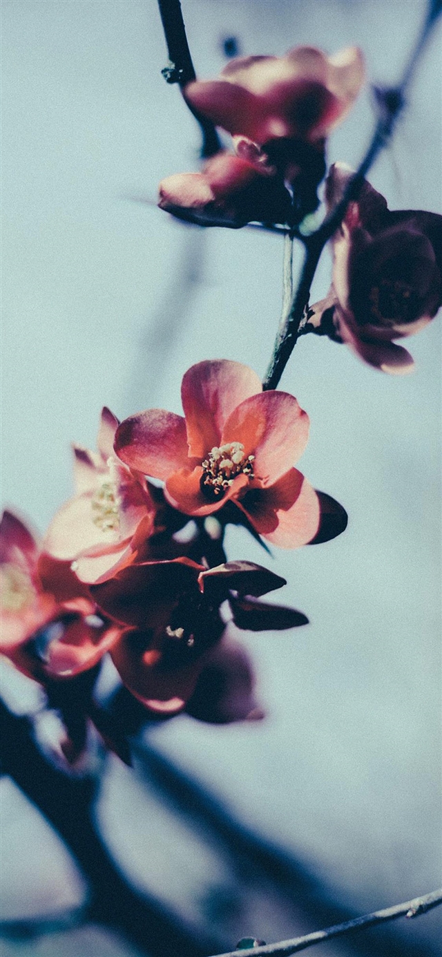 Flower nostalgia iPhone X wallpaper 