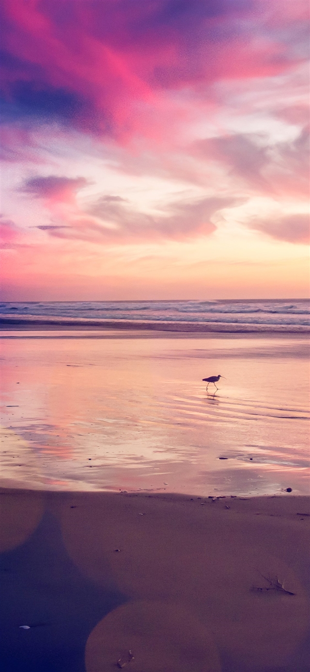 Sunset beach bird iPhone X wallpaper 