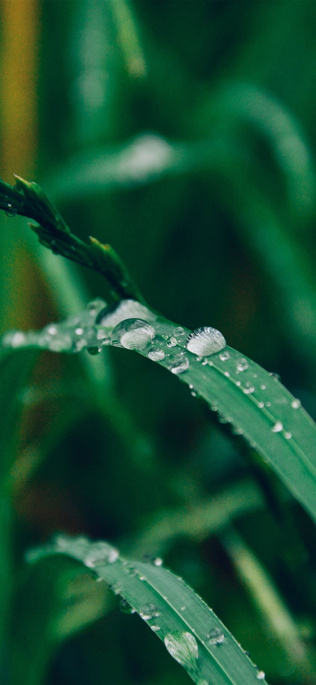 Grass drop water rain iPhone X wallpaper 